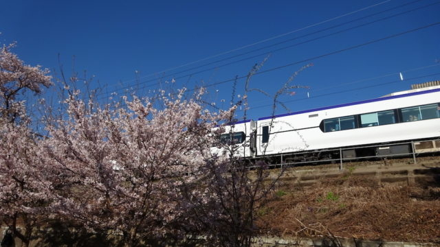 勝沼ぶどう郷の桜