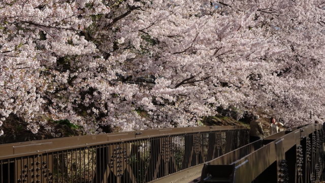 勝沼ぶどう郷の桜