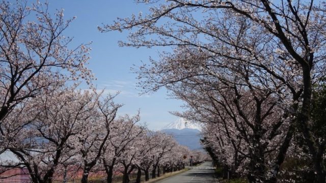 南アルプス　富士山と桜