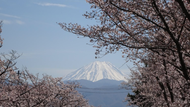 南アルプス　富士山と桜